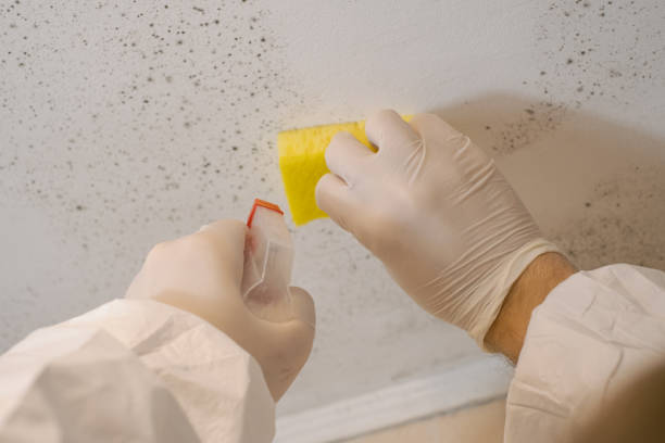 Best Attic Mold Removal  in Elberta, AL