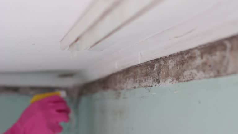 Best Mold Odor Removal Services  in Elberta, AL